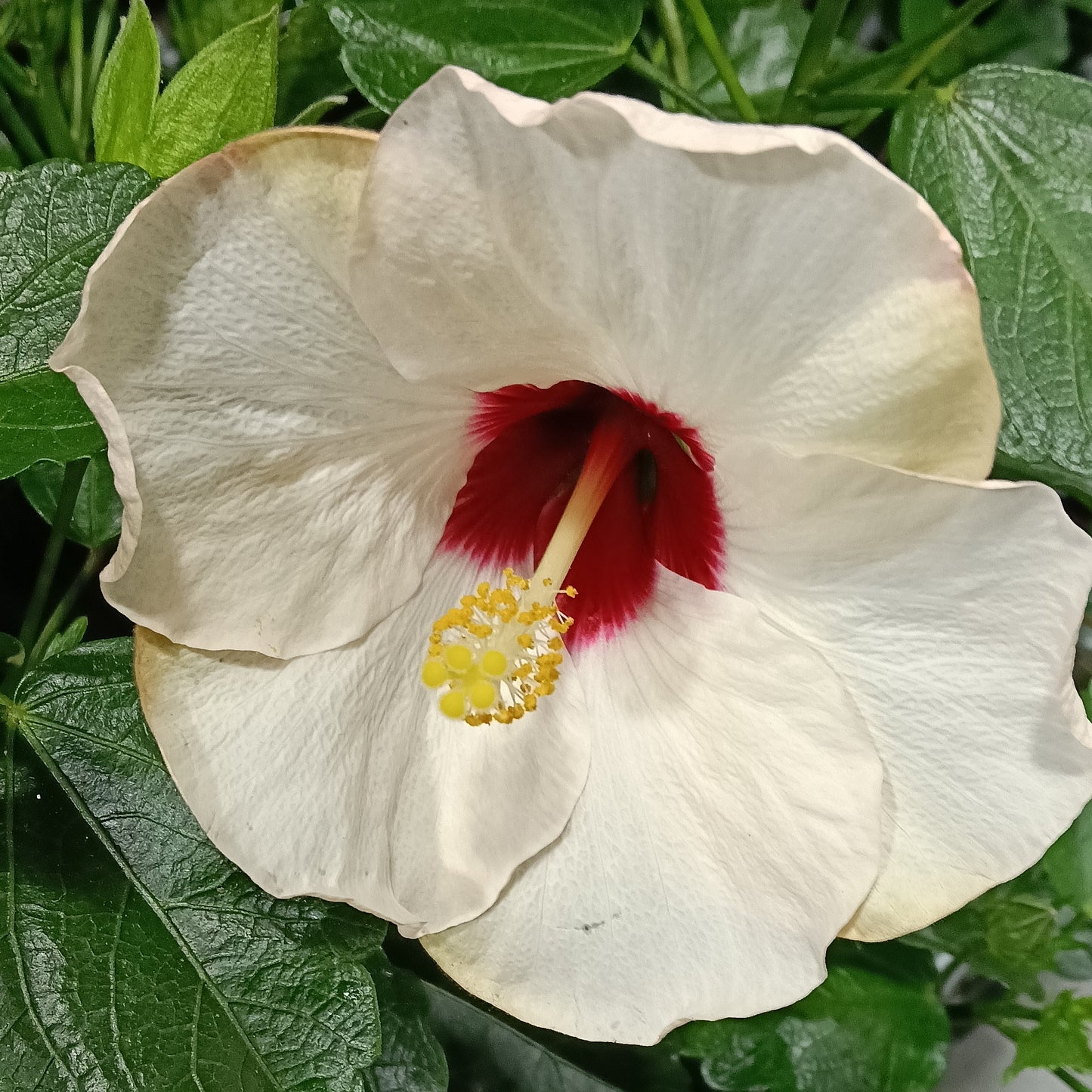 Hibiscus rosa-sinensis HibisQs® 'Adonicus Pearl'