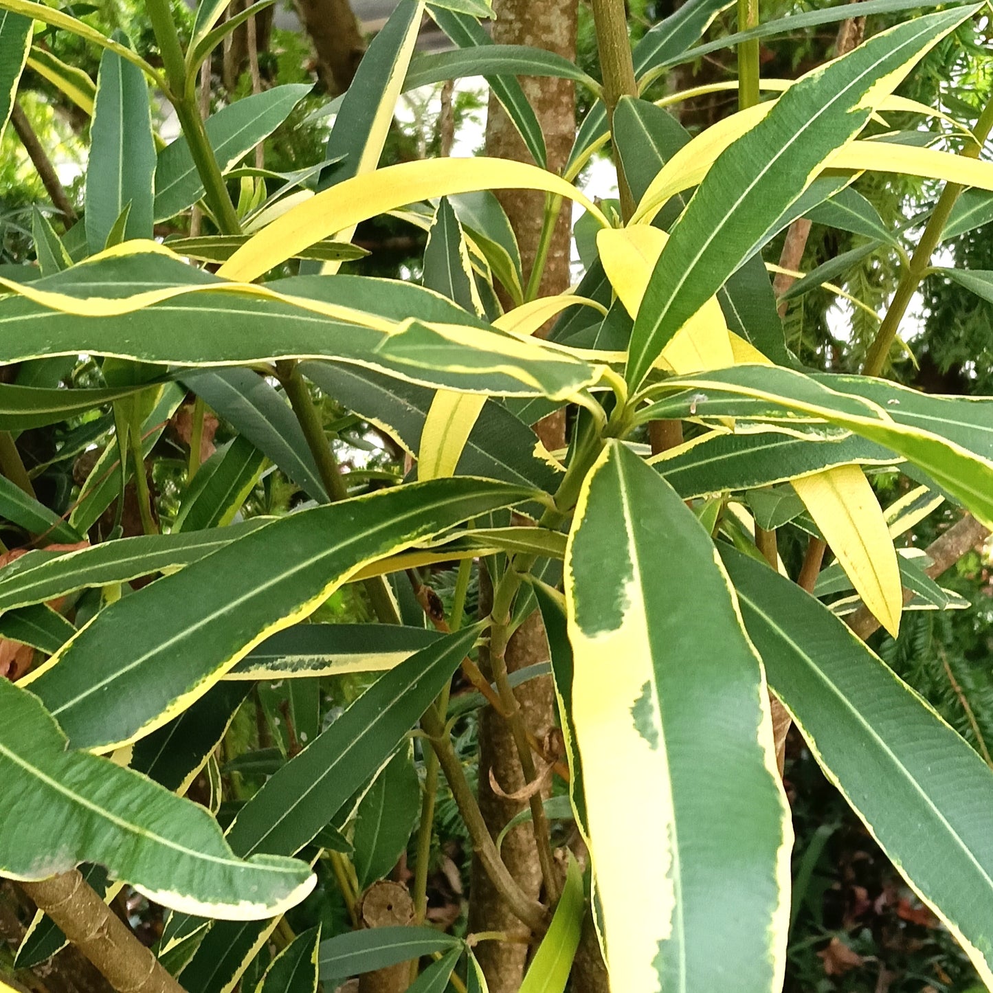 Nerium oleander 'Variegated' (Oleander)
