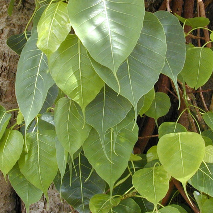 Ficus religiosa (Bo Tree)