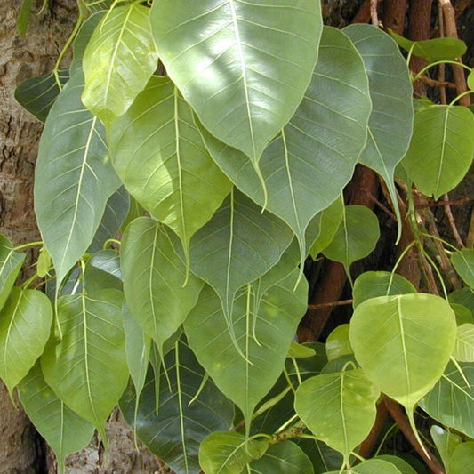 Ficus religiosa (Bo Tree)