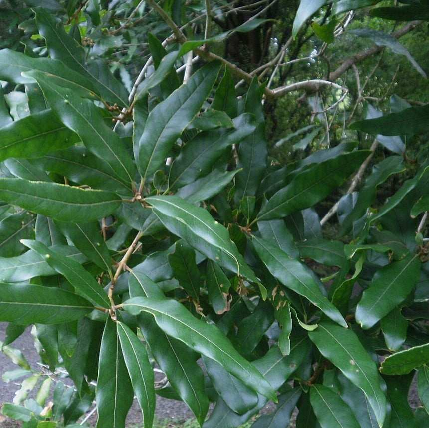 Notelaea cunninghamii (Black Maire)