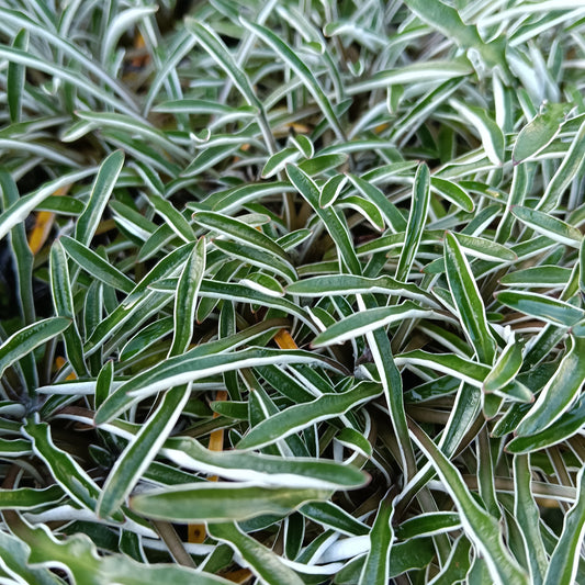 Dymondia margaretae (Silver Carpet)