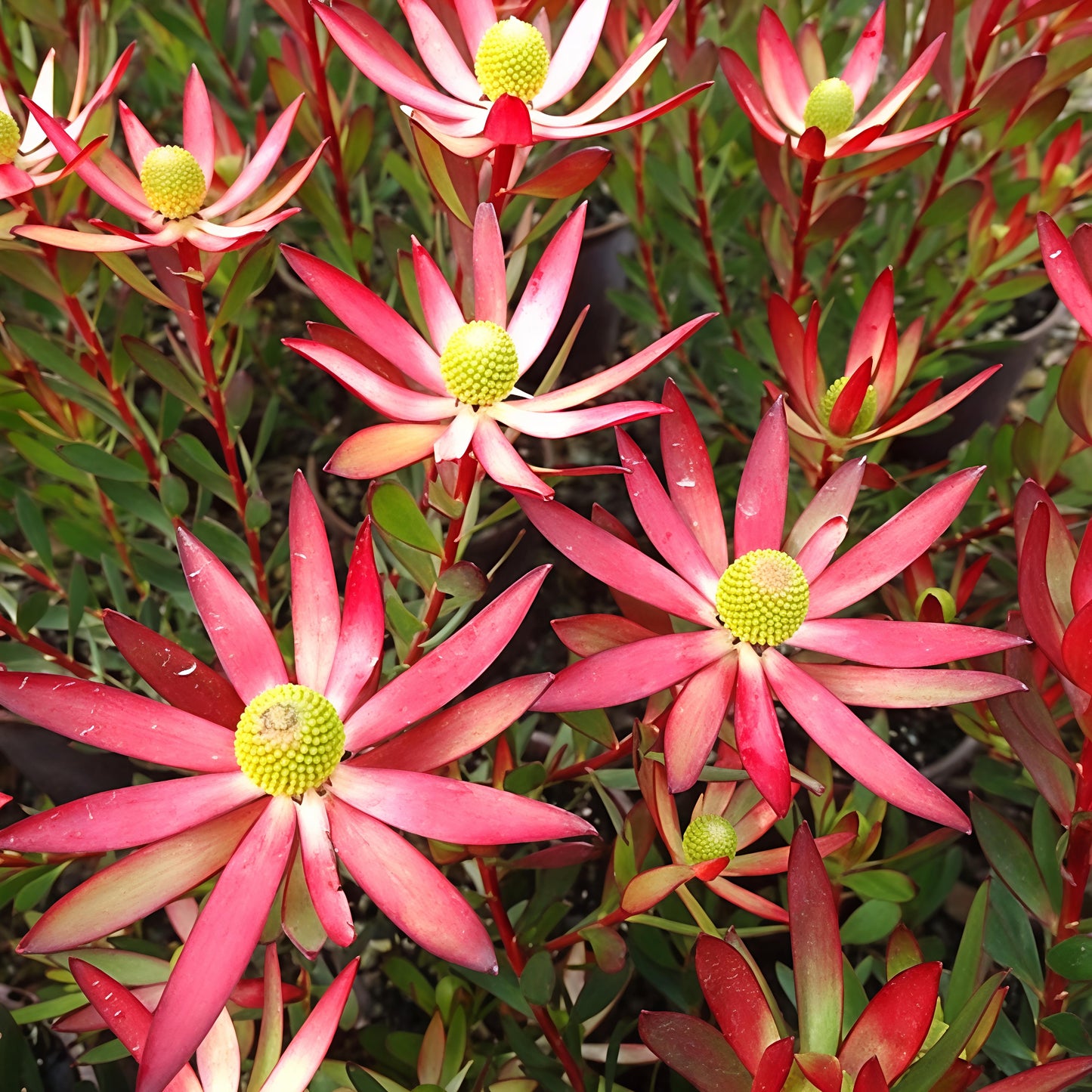 Leucadendron 'Starburst' (Conebush)