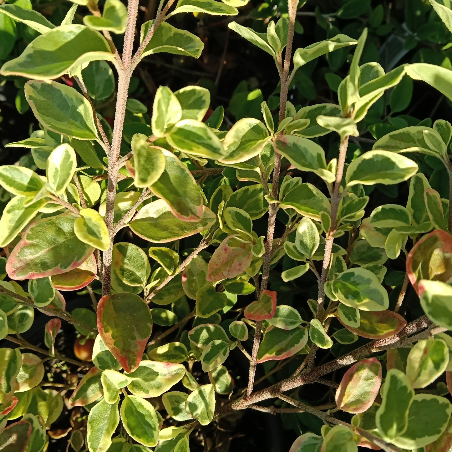Correa 'Wyn's Wonder' (Australian Fuchsia)