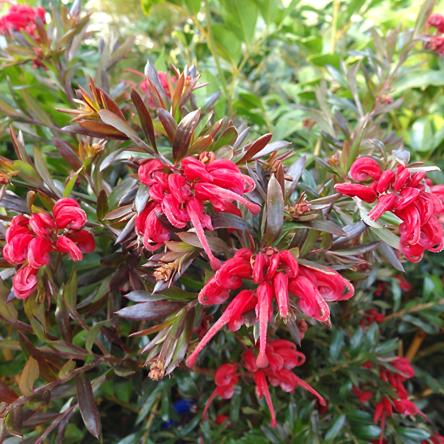 Grevillea 'Red Cluster' (Spider Flower)