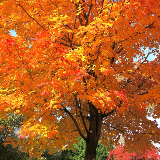 Acer saccharum (Sugar Maple)
