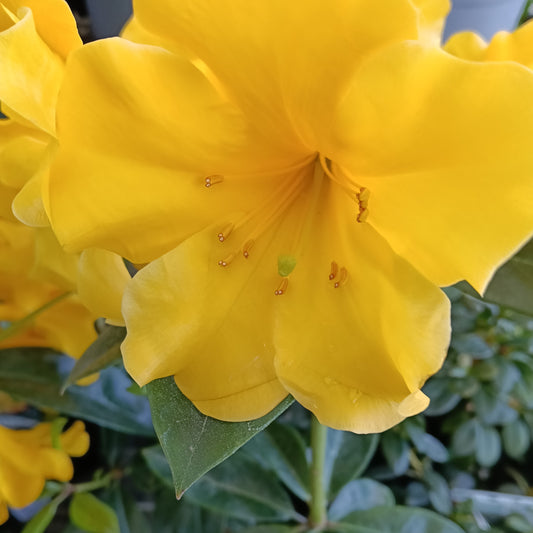 Rhododendron 'Scented Sun' (Vireya)