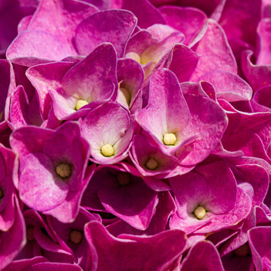 Hydrangea macrophylla 'Leuchtfeuer'
