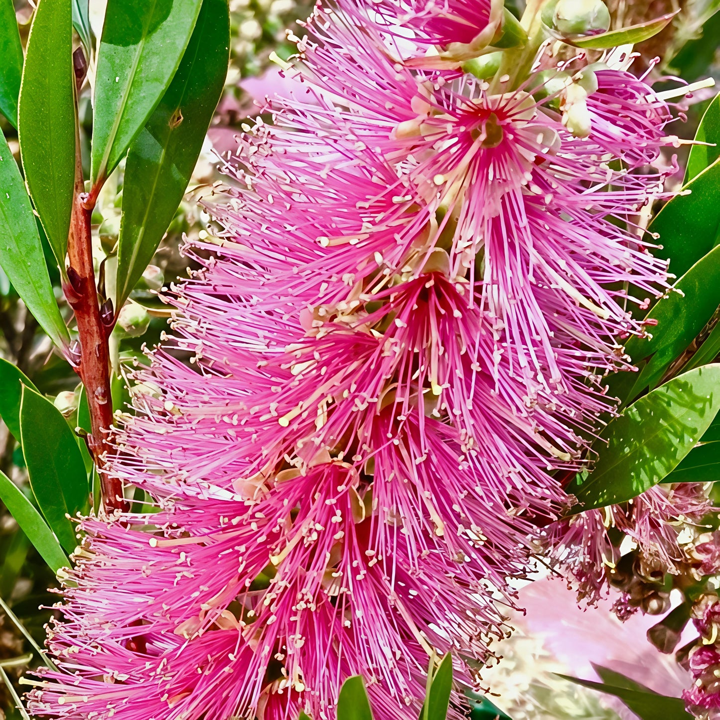 Callistemon citrinus 'Violet' (Bottlebrush)