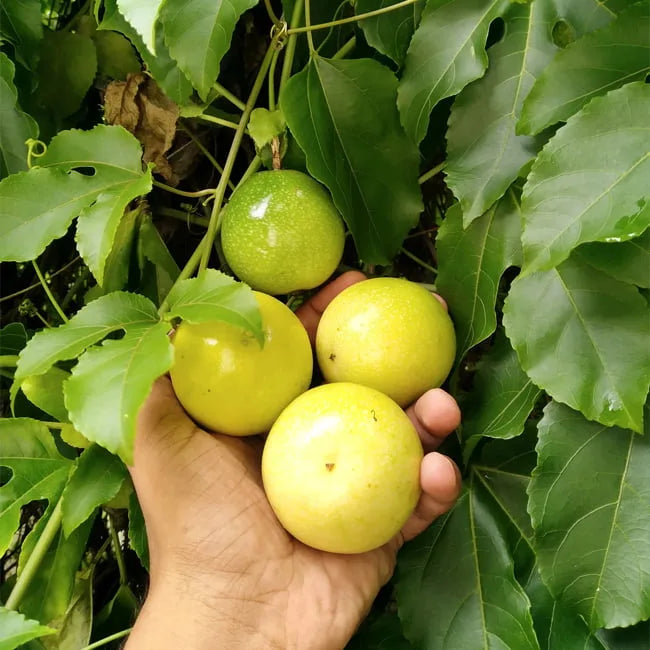 Passiflora edulis 'Panama Gold' (Passionfruit)