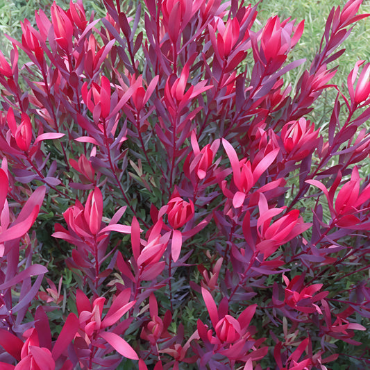 Leucadendron 'Plum Supreme' (Conebush)