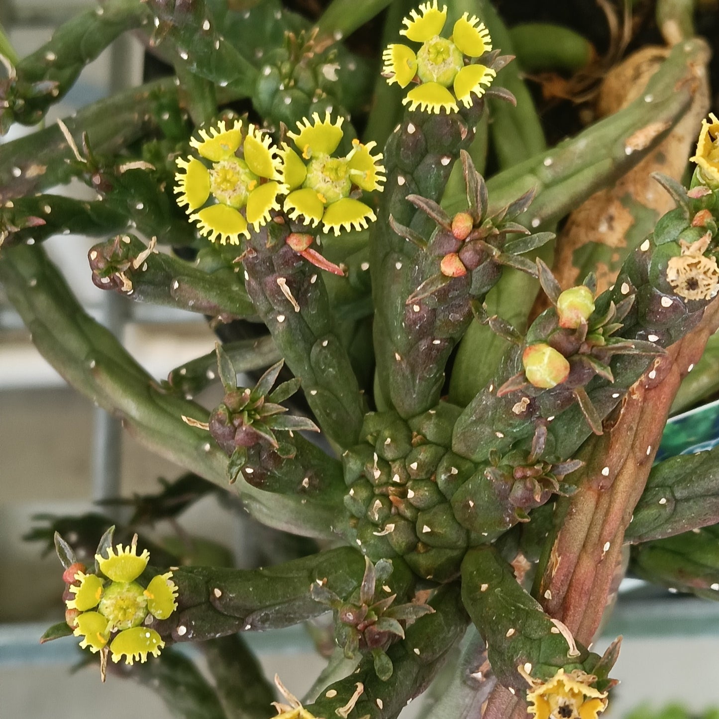 Euphorbia caput-medusae (Medusa's Head)