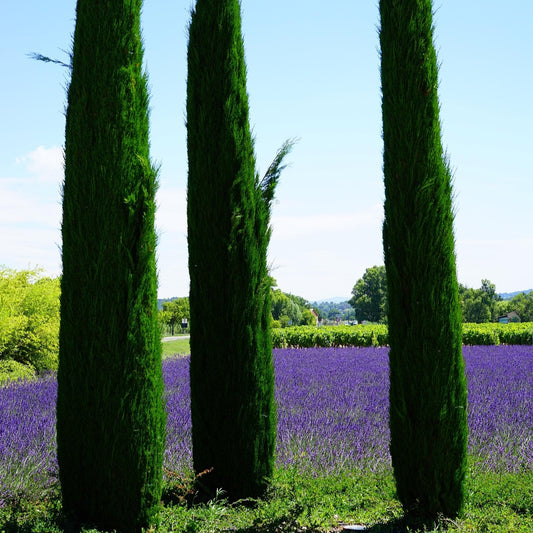 Cupressus sempervirens (Mediterranean Cypress, Italian Cypress)