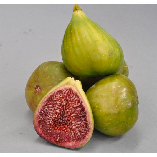 Ficus carica 'Candy' (Fig)