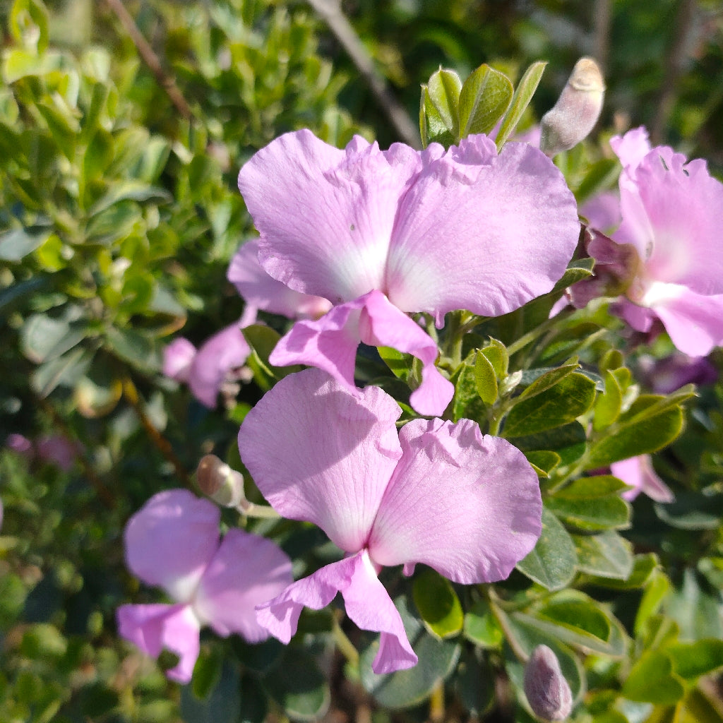 Podalyria calyptrata 'Compact Gem' (Water Blossom Pea, Keurtjie)