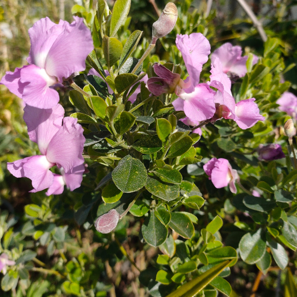 Podalyria calyptrata 'Compact Gem' (Water Blossom Pea, Keurtjie)