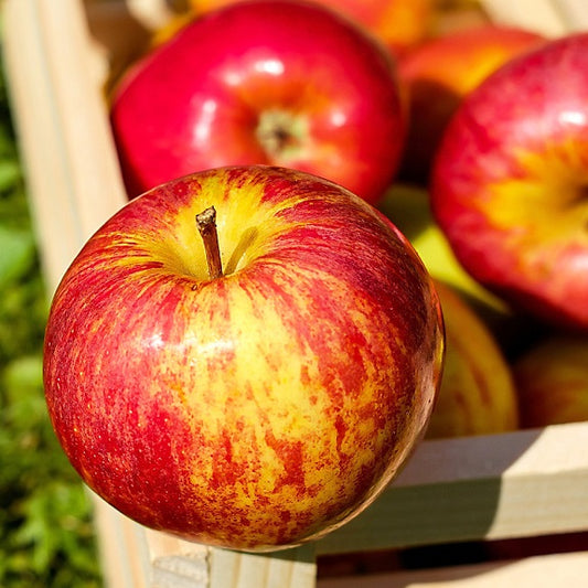 Malus domestica 'Adorable' MM106 (Apple)