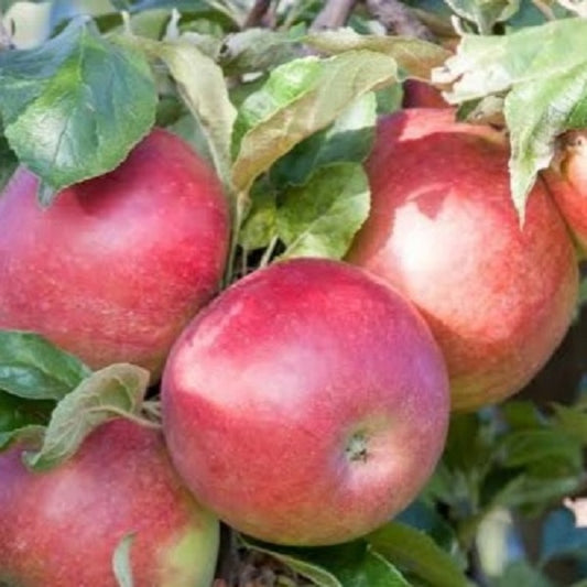 Malus domestica 'Crimson Spire' (Apple)