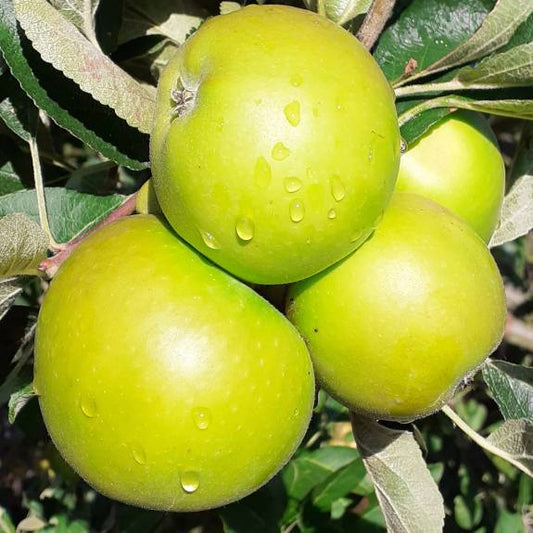 Malus domestica 'Granny Smith' M116 (Apple)