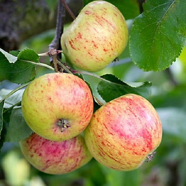 Malus domestica 'Peasgood's Nonsuch' M116 (Apple)