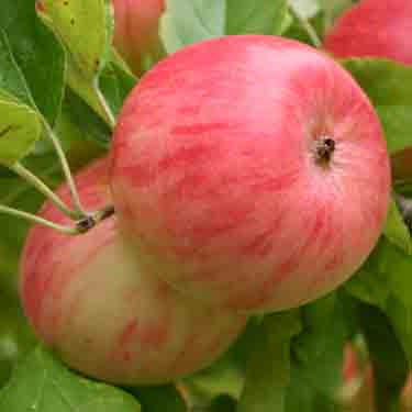 Malus domestica 'Pinkie' M26 (Apple)