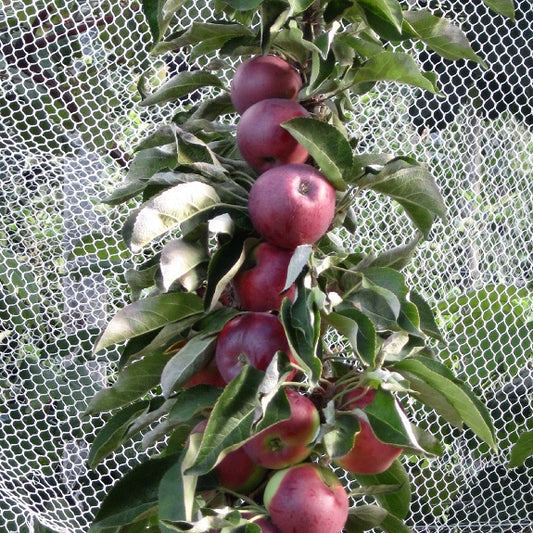 Malus domestica 'Scarlet Spire' M116 (Apple)