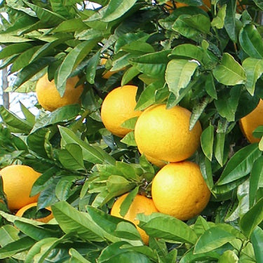 Citrus × paradisi 'Golden Special' (Grapefruit)