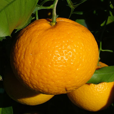 Citrus unshiu × sinensis 'Kiyomi' (Tangor)