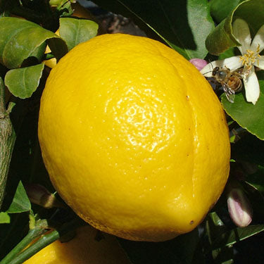 Citrus limon 'Meyer' (Lemon)