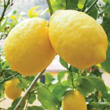 Citrus limon (Ponderosa Lemon)