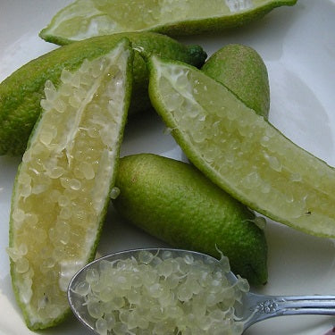 Citrus australasica (Finger Lime)
