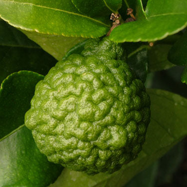 Citrus hystrix (Kaffir Lime)