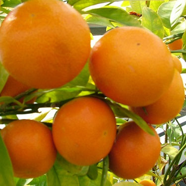 Citrus reticulata 'Afourer' (Mandarin)