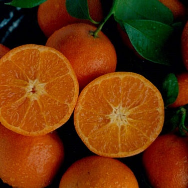 Citrus reticulata 'Bay Sweetie' (Mandarin)