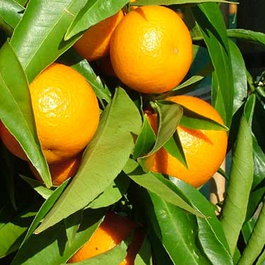 Citrus reticulata 'Clementine' (Mandarin)