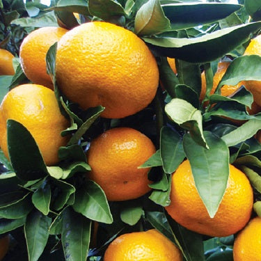 Citrus unshiu 'Miyagawa Wase' (Mandarin)