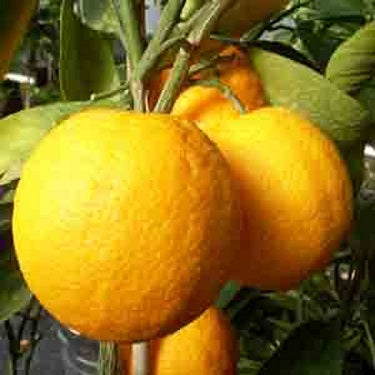 Citrus × sinensis  'Lue Gim Gong' (Orange)