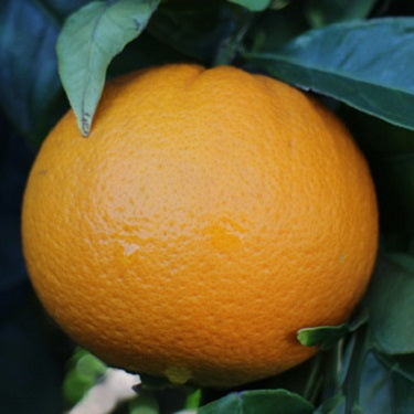 Citrus × sinensis 'Navelina' (Orange) Dwarf