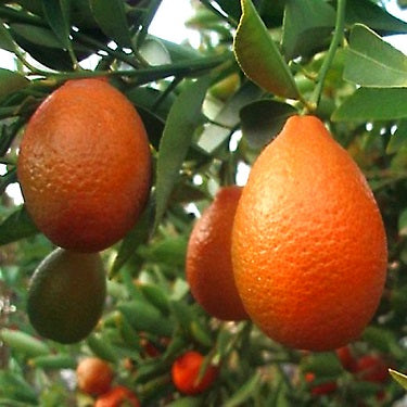 Citrus unshiu x Citrus crassifolia (Orangequat)