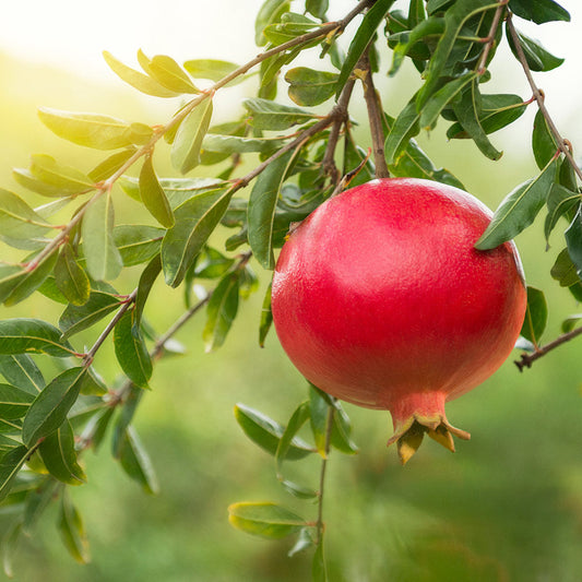 Punica granatum 'Eversweet' (Pomegranate)