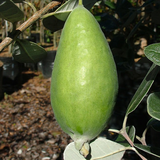 Feijoa sellowiana 'Apollo' (Feijoa)