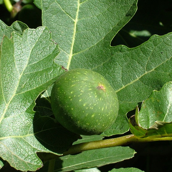 Fig ventura fruit ficus carica