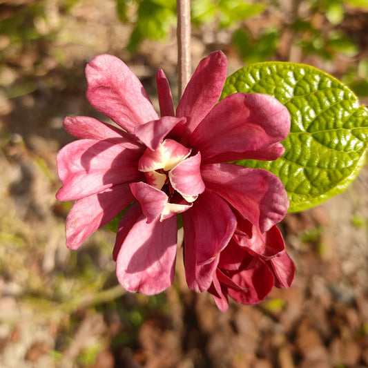 Calycanthus x raulstonii
'Hartlage Wine' (Sweet Shrub)