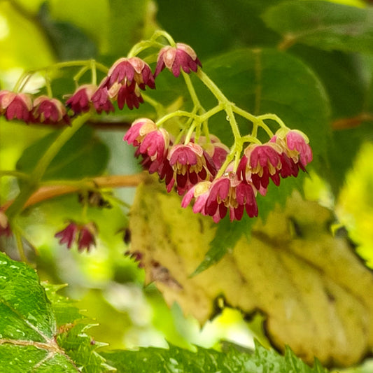 Aristotelia serrata (Makomako, Wineberry)