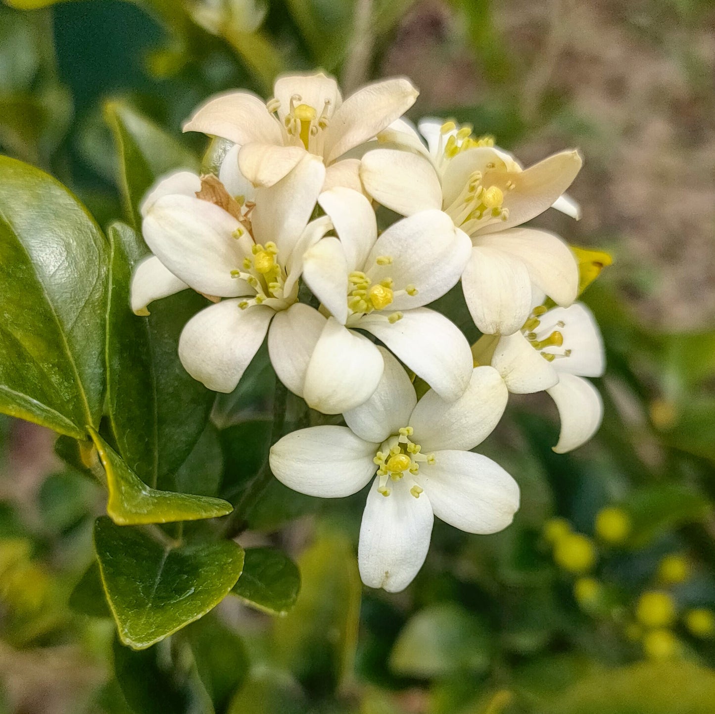 Murraya paniculata (Orange Jessamine)