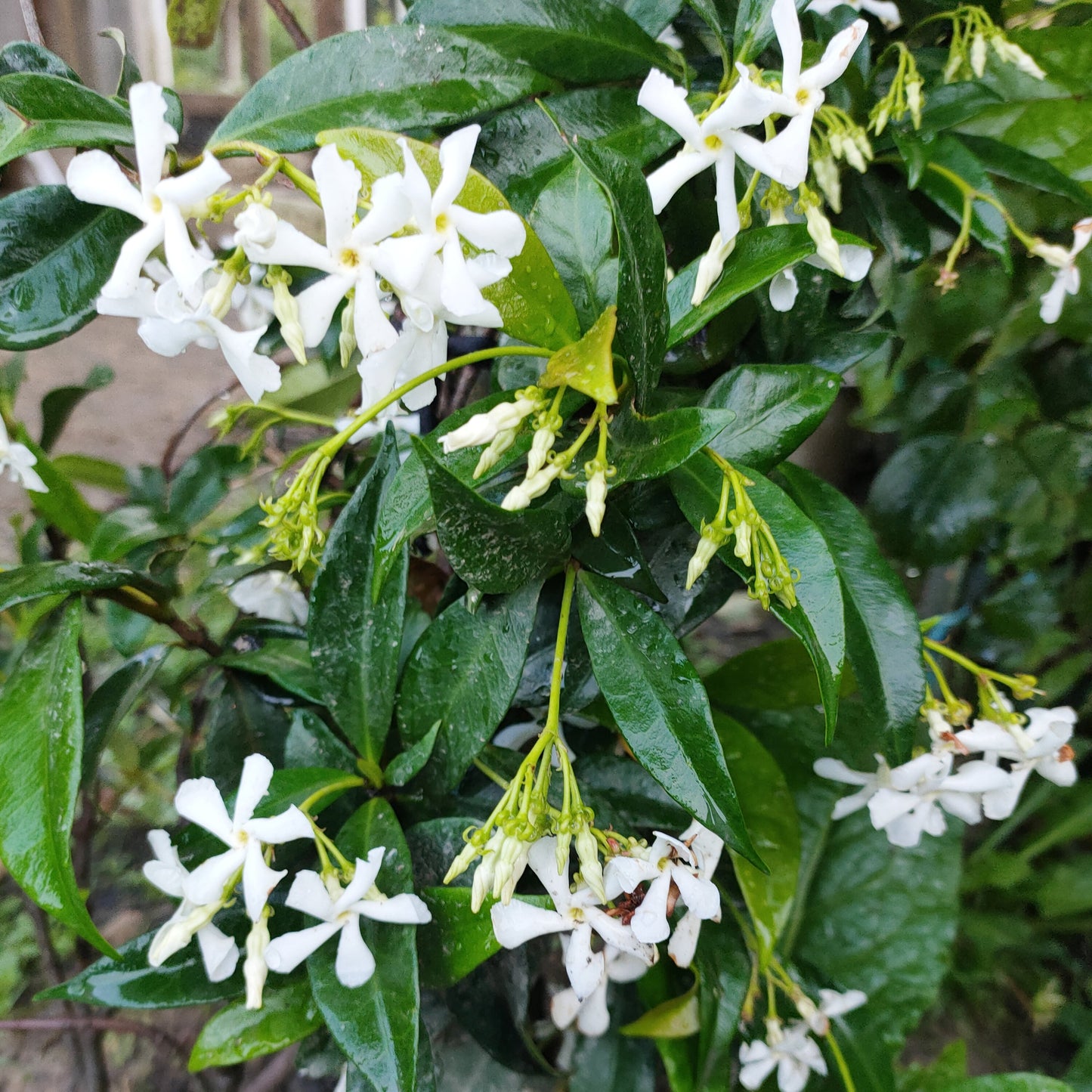 Trachelospermum jasminoides (Chinese star jasmine)