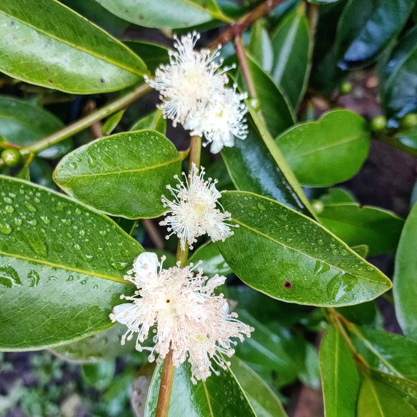 Psidium littorale (Cherry Guava) Yellow