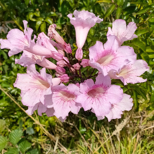 Podranea ricasoliana (Pink Trumpet Vine)