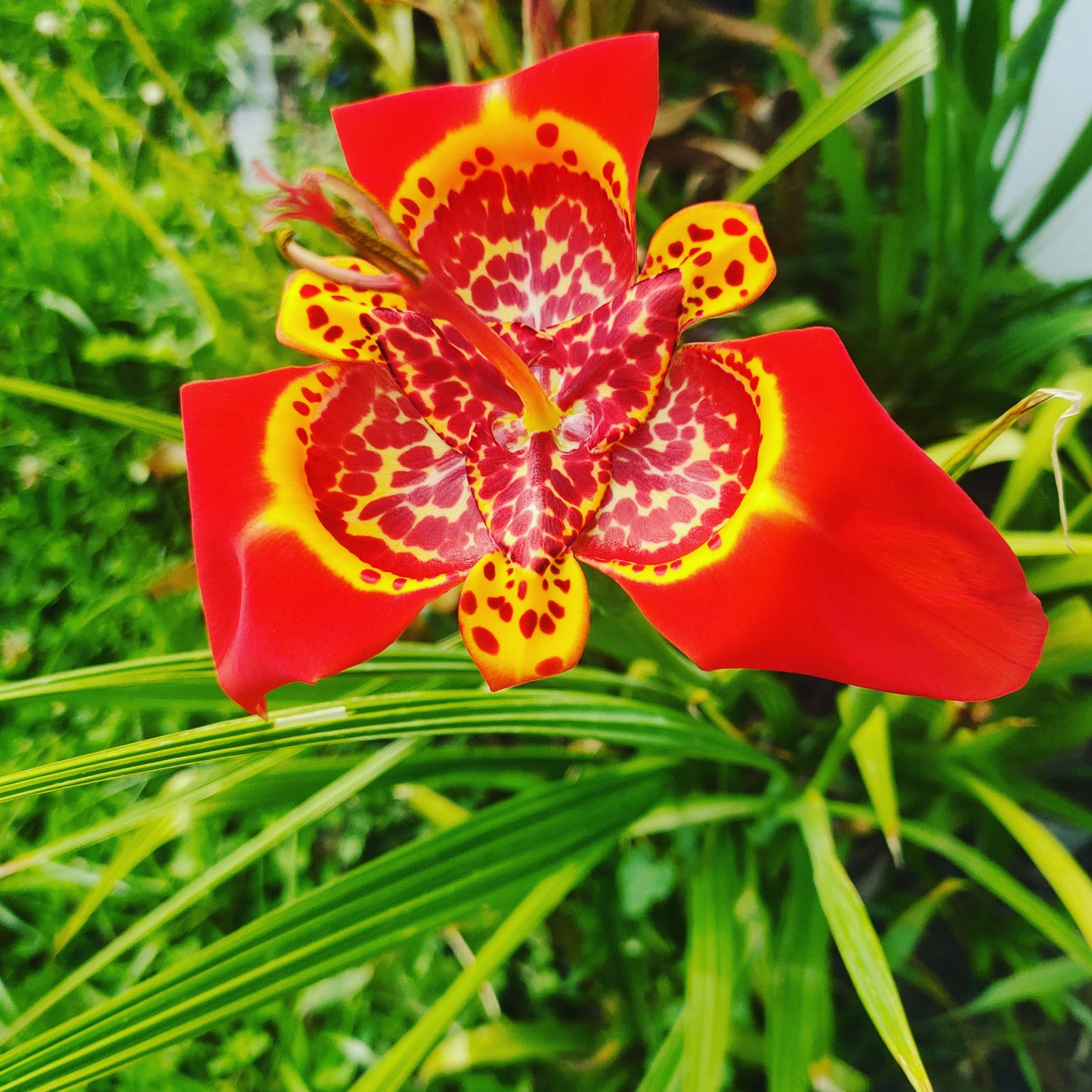 Tigrida pavonia Red (Peacock Flower, Tiger Flower)