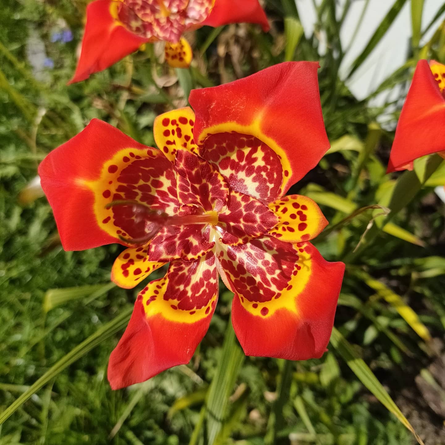 Tigrida pavonia Red (Peacock Flower, Tiger Flower)